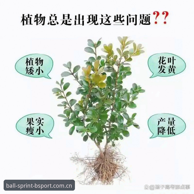 7个维度解读B体育用户评价：从新手到高手的进阶指南